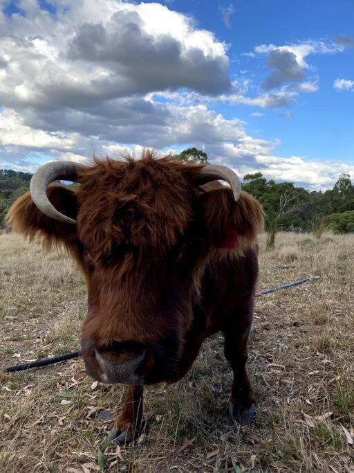 Yarra Valley Tiny Farm - Property Image 4