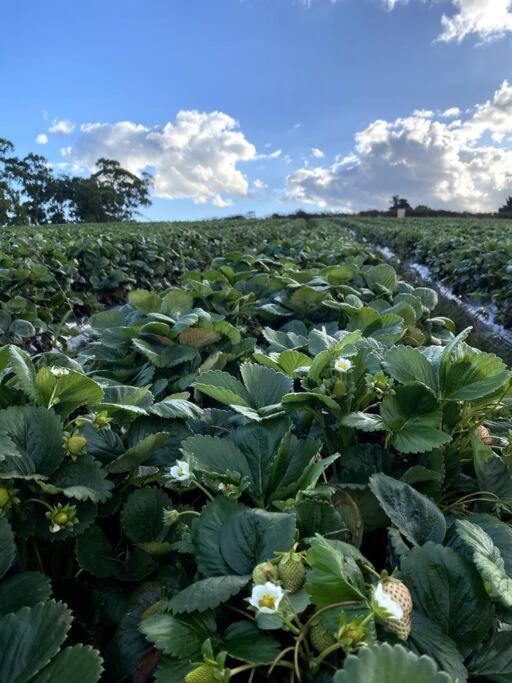 Yarra Valley Tiny Farm - Property Image 3