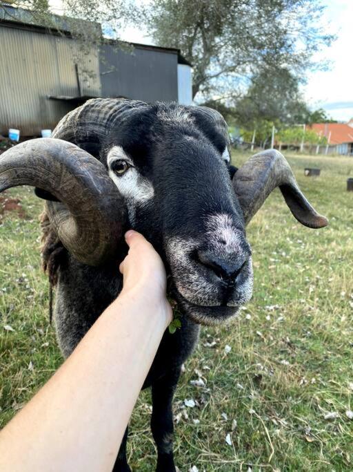 Yarra Valley Tiny Farm - Property Image 2