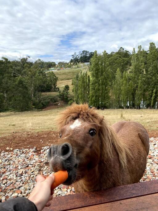Yarra Valley Tiny Farm - Property Image 10