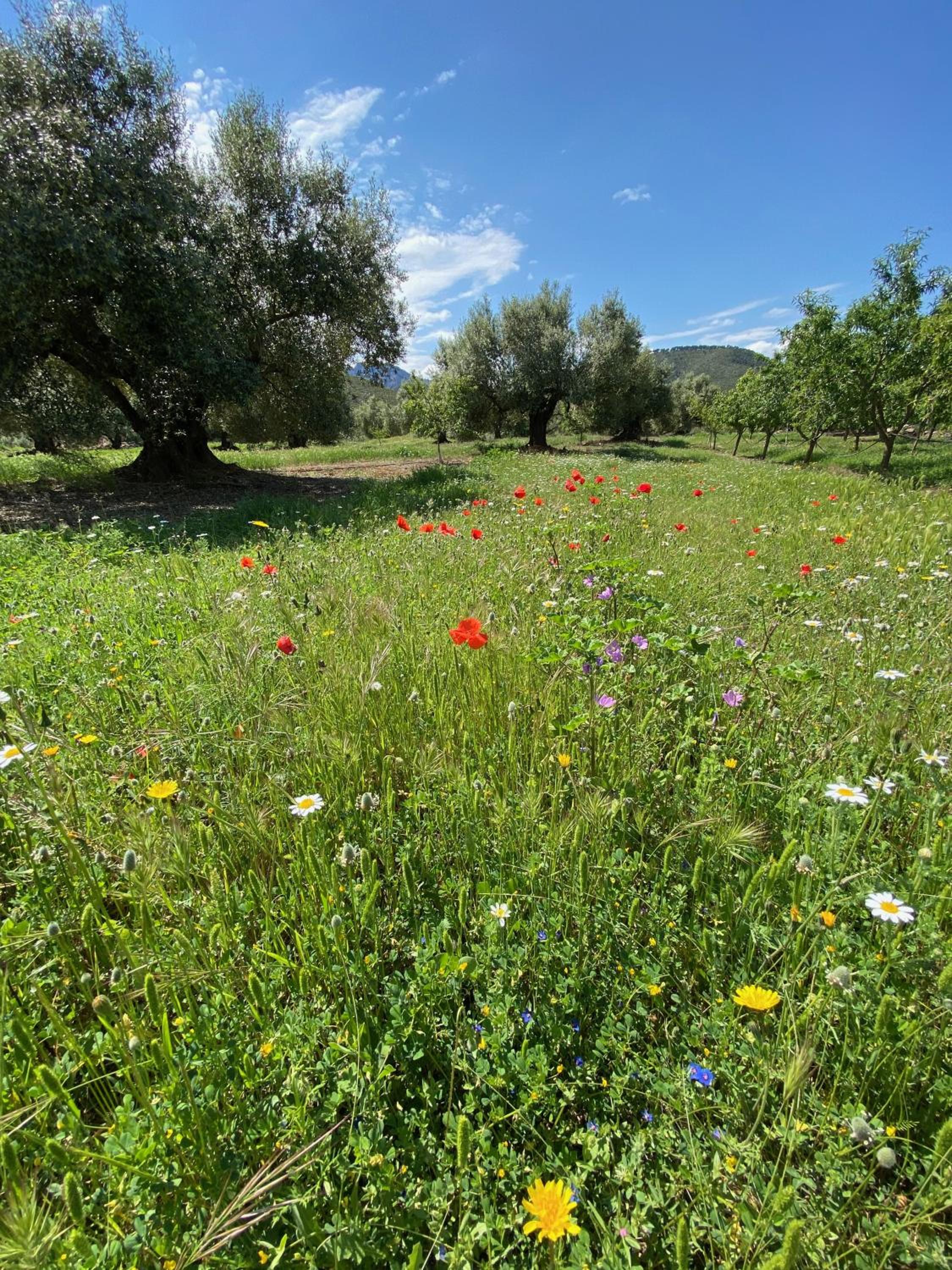 Wonderful comfortable finca in the Burga valley