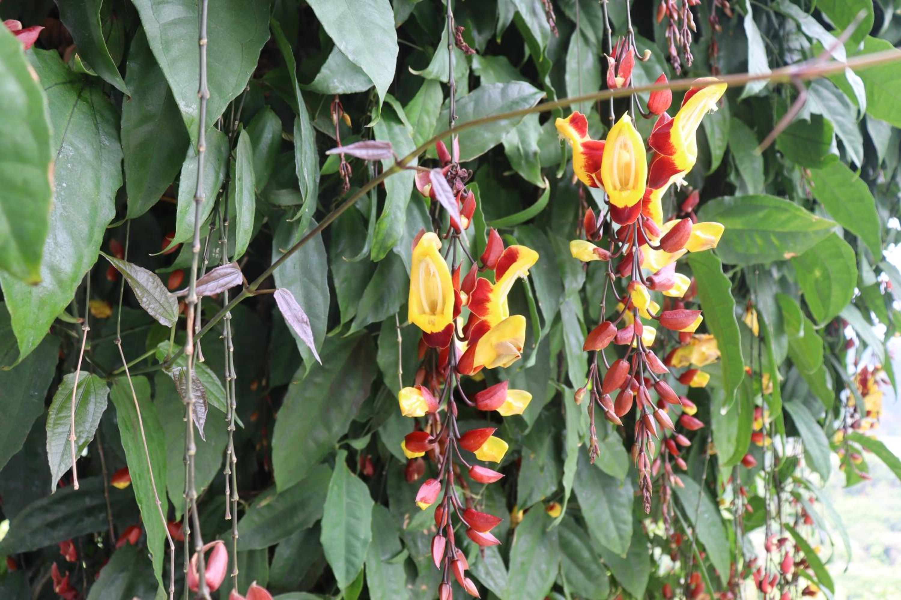 Photo 43