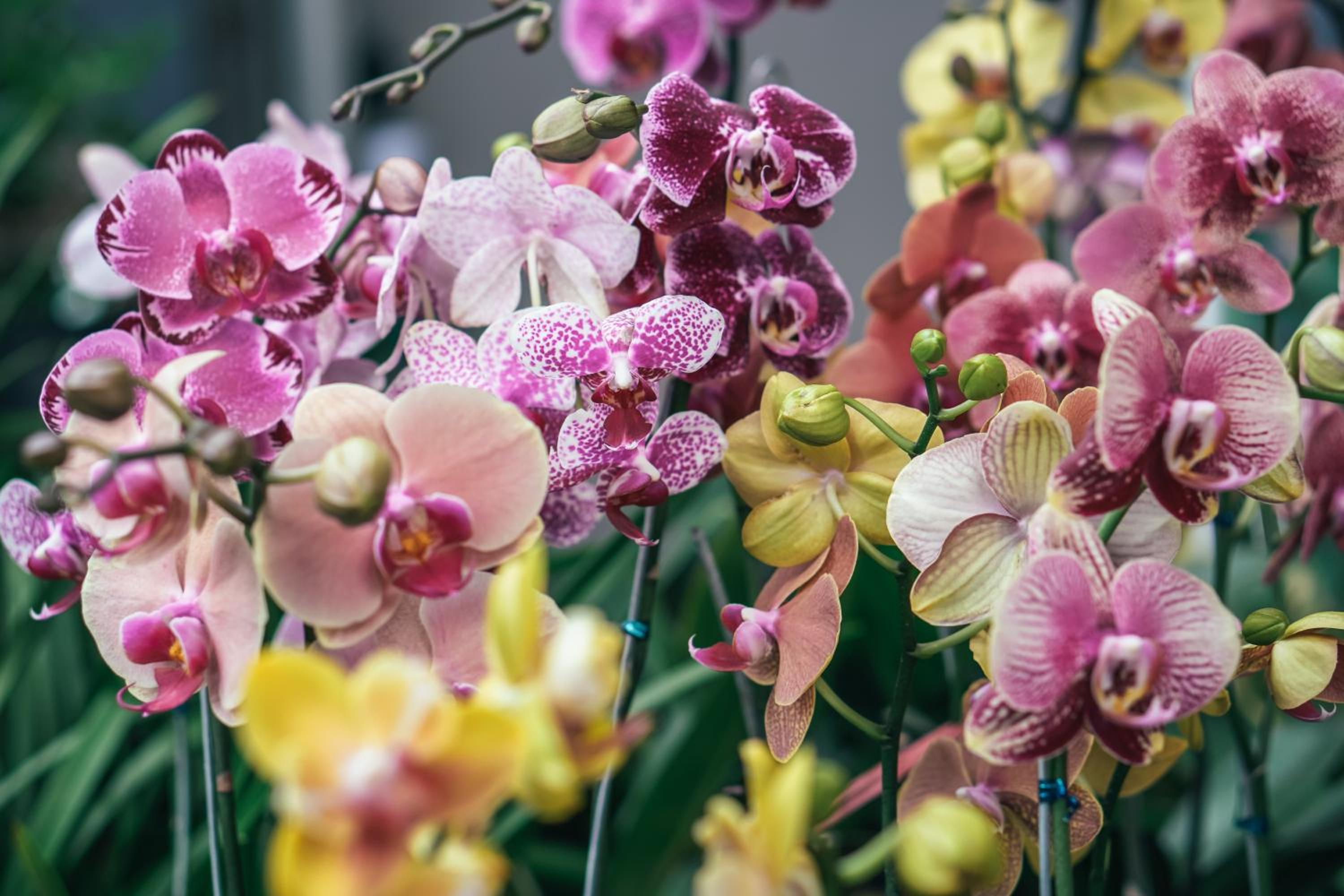 Villa Orchid Garden Riverside Hoi An