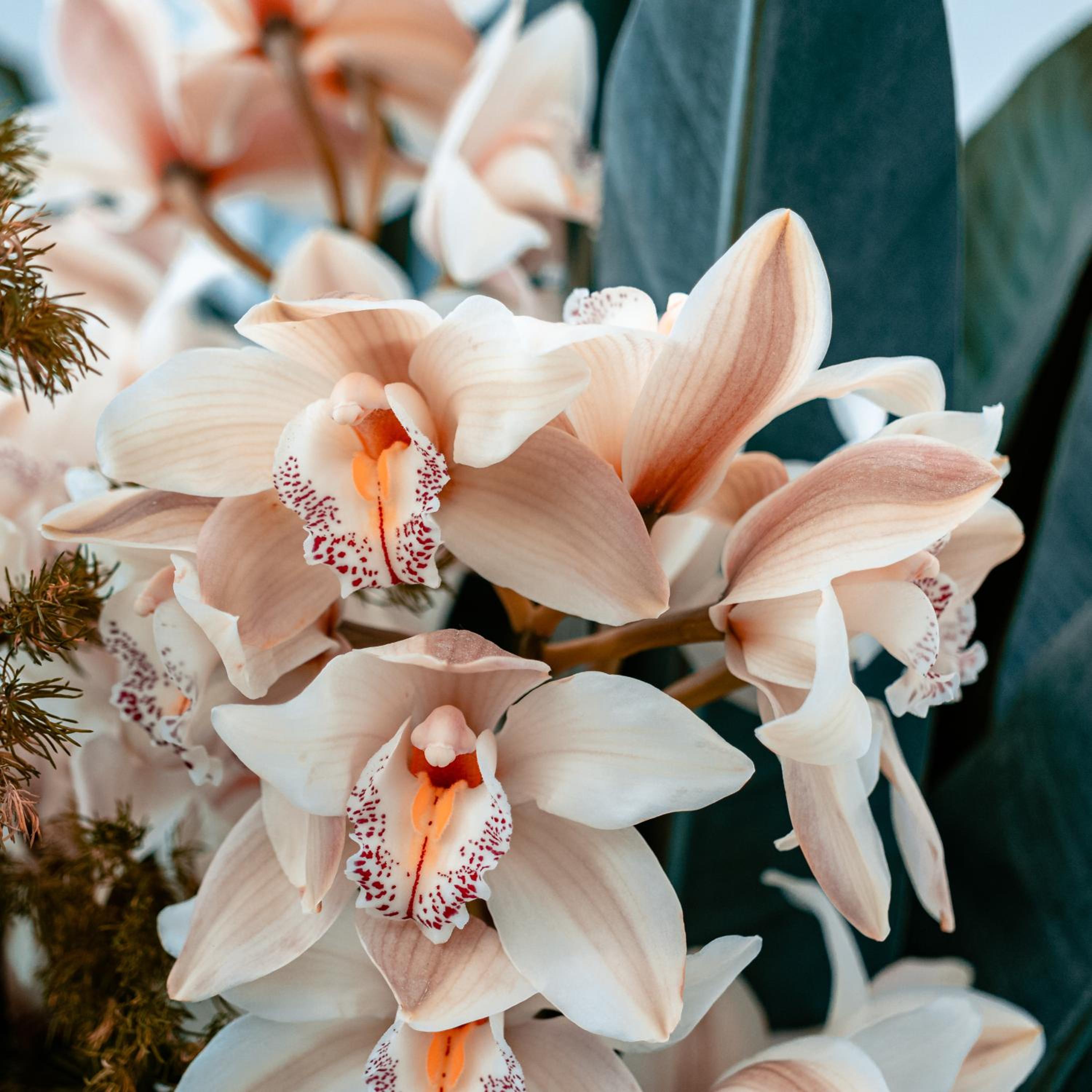 Villa Orchid Garden Riverside Hoi An
