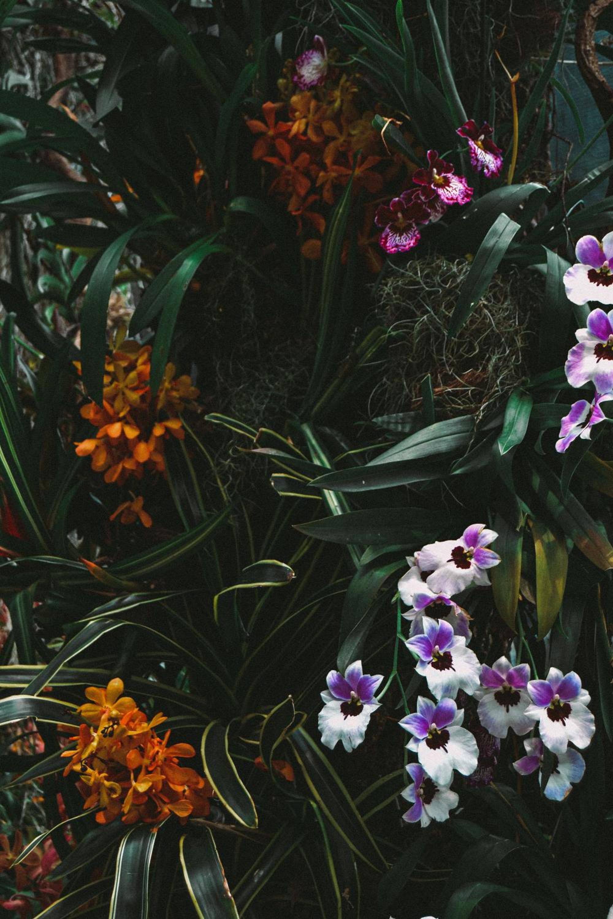 Villa Orchid Garden Riverside Hoi An