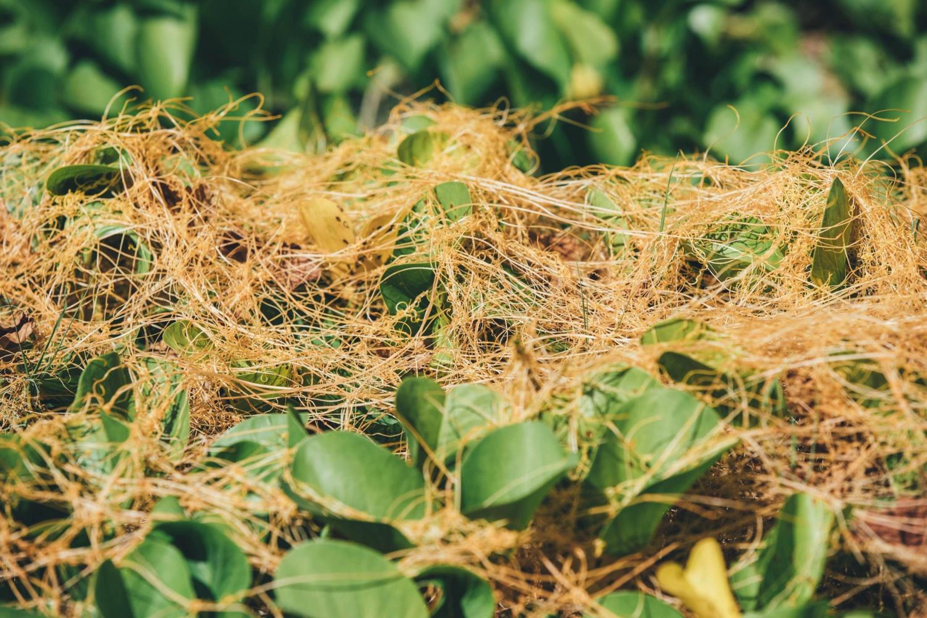 Mauna Kea Beach Hotel, Autograph Collection - Property Image 137