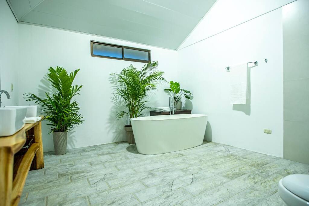 Anthurium house