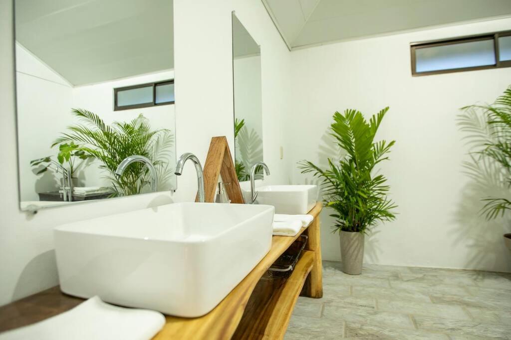Anthurium house