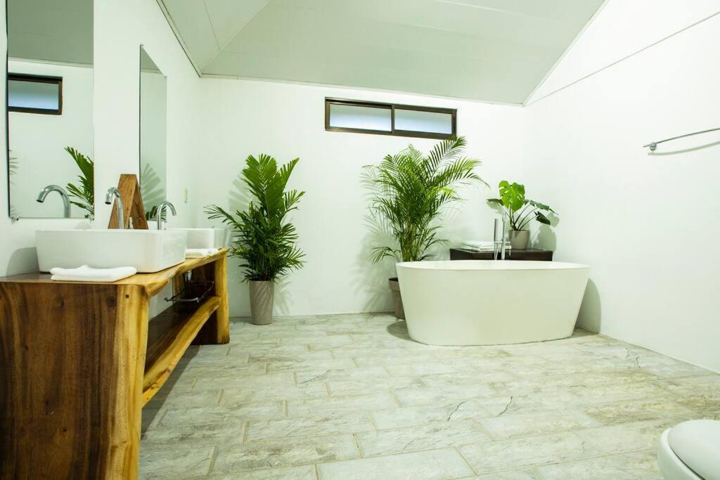 Anthurium house