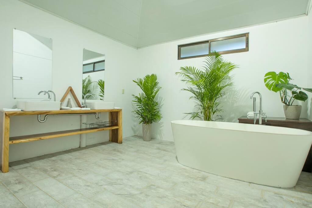 Anthurium house