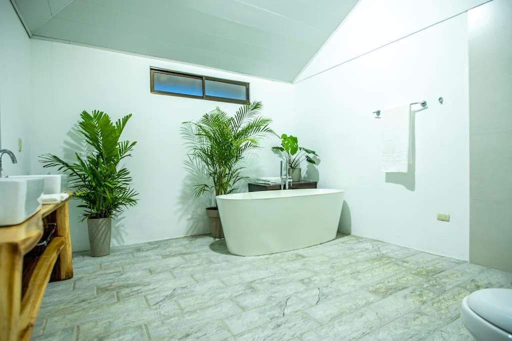 Anthurium house