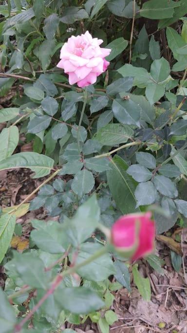 Photo 47