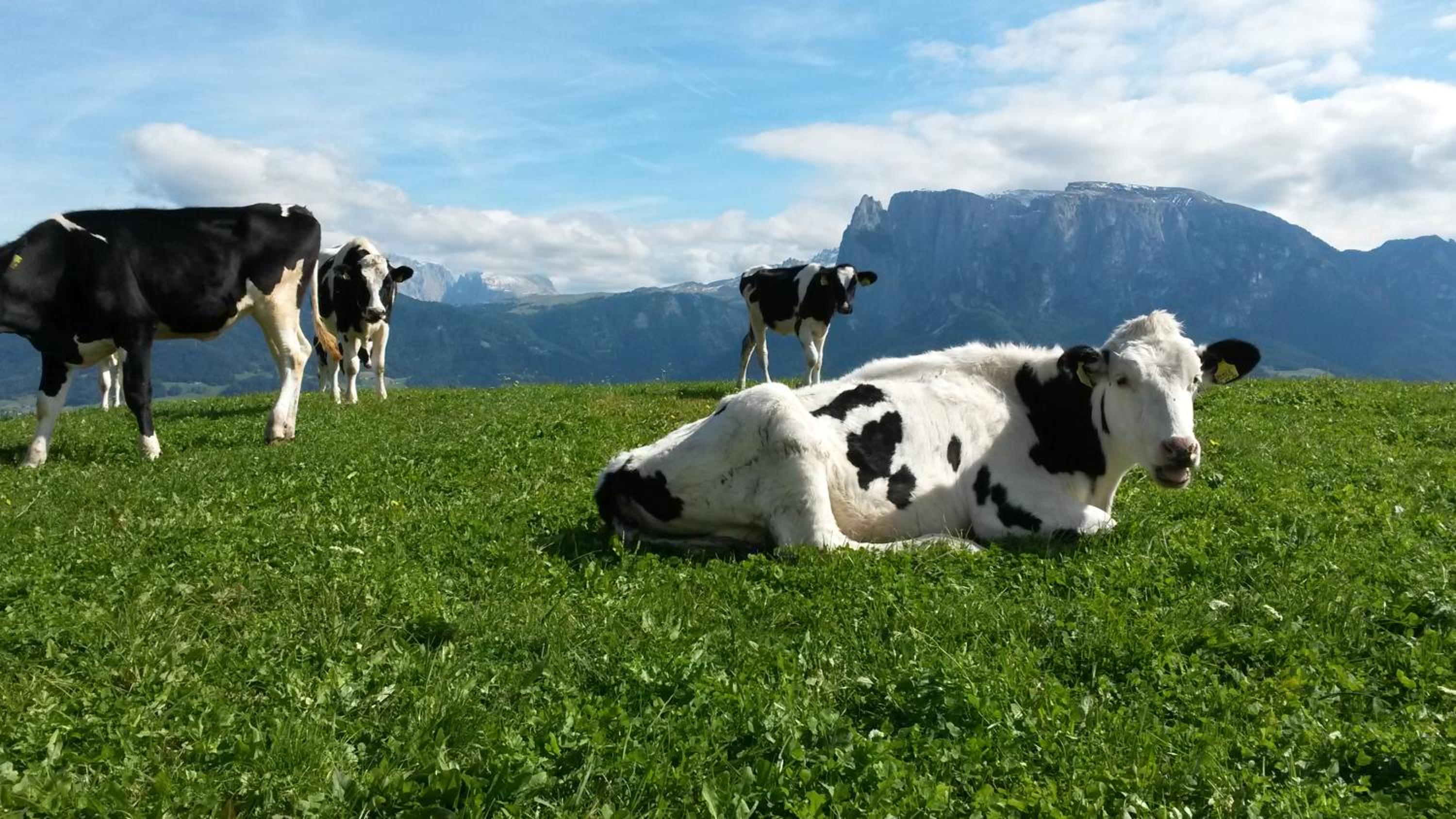 Ferienwohnung Marienkäfer Rückzugsort inmitten der Natur mit Bergblick