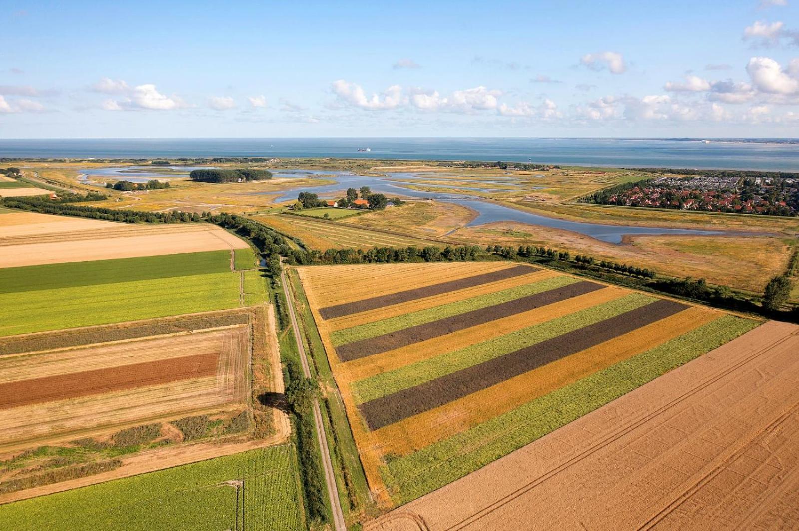 Belvedere Groede