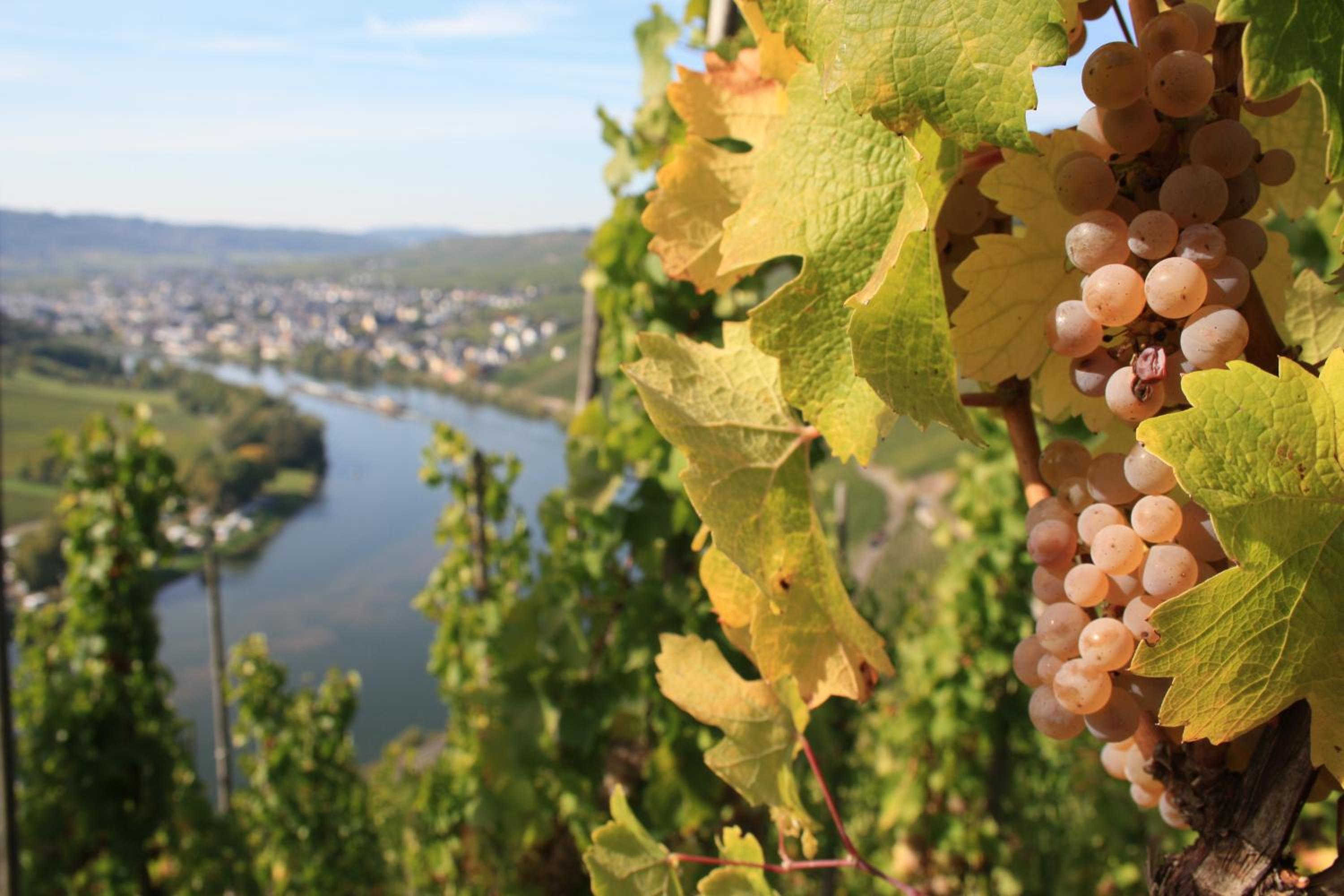 Weingut Markus Junglen