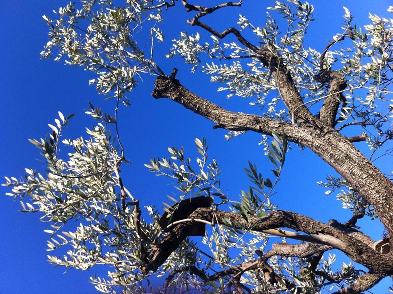 B&B Il Giardino Mediterraneo