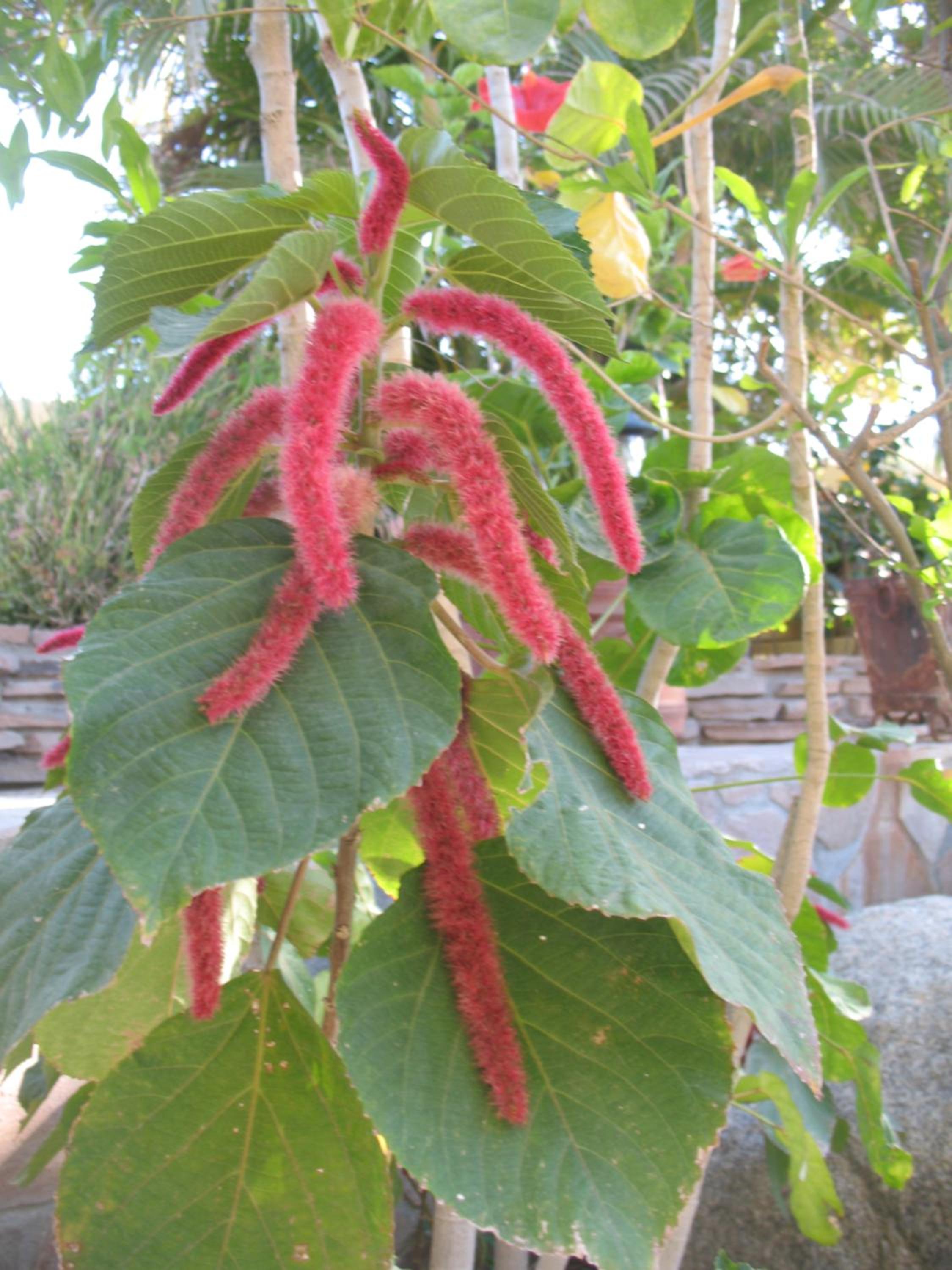 Photo 44