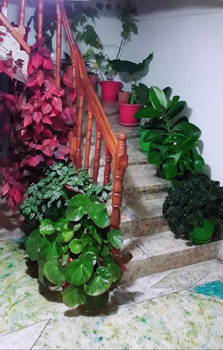 Sokolli Guest House