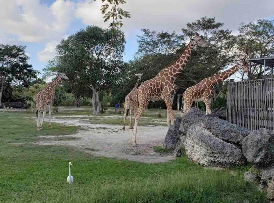 Amazing & cozy Duplex near Zoo Miami !