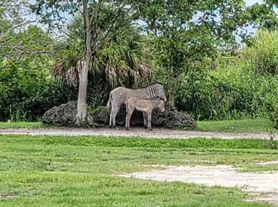 Amazing & cozy Duplex near Zoo Miami !
