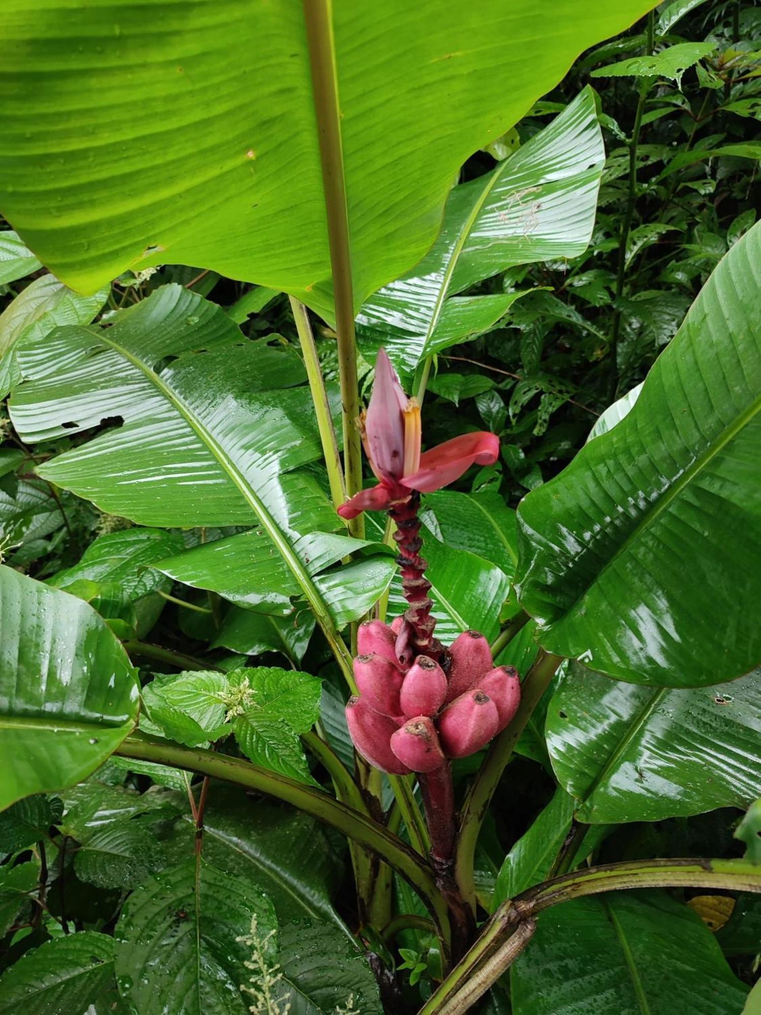 Papaya Wildlife Lodge