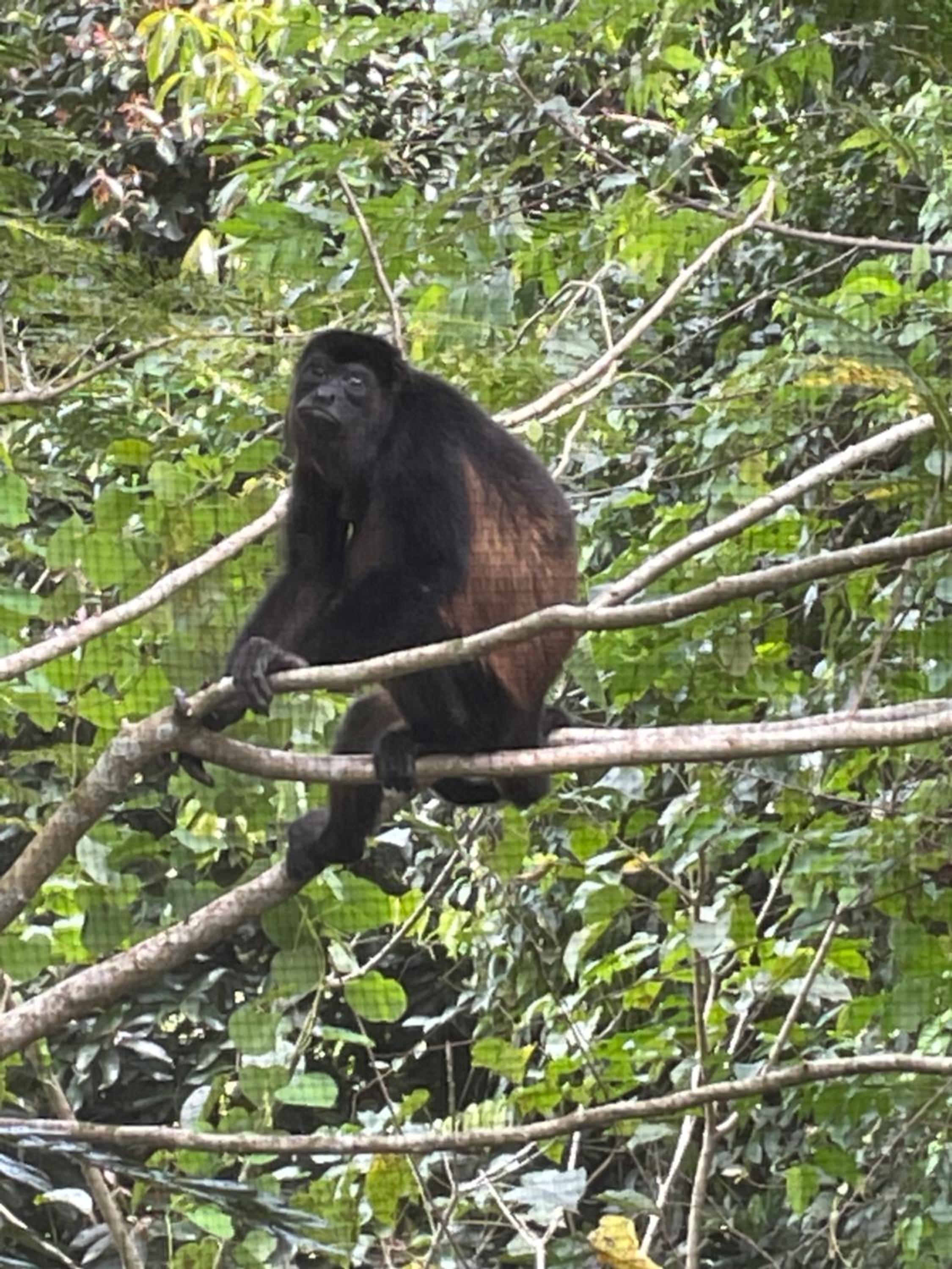 Papaya Wildlife Lodge