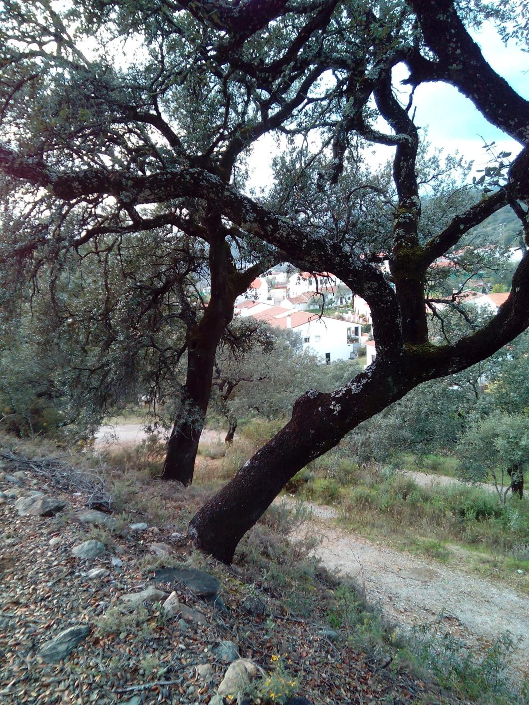 Photo 42