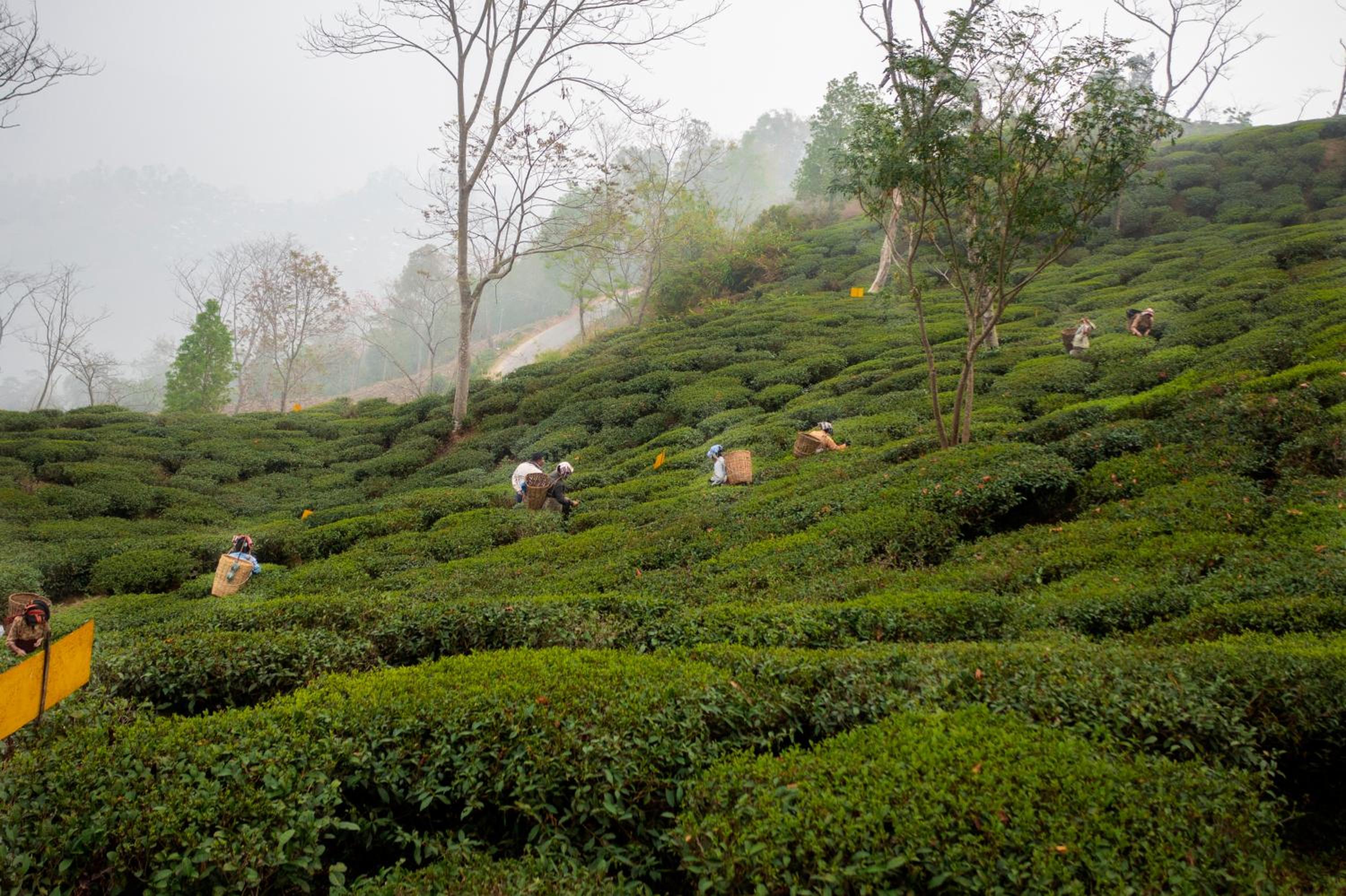 ama Stays & Trails Puttabong Cottage, Darjeeling view 2