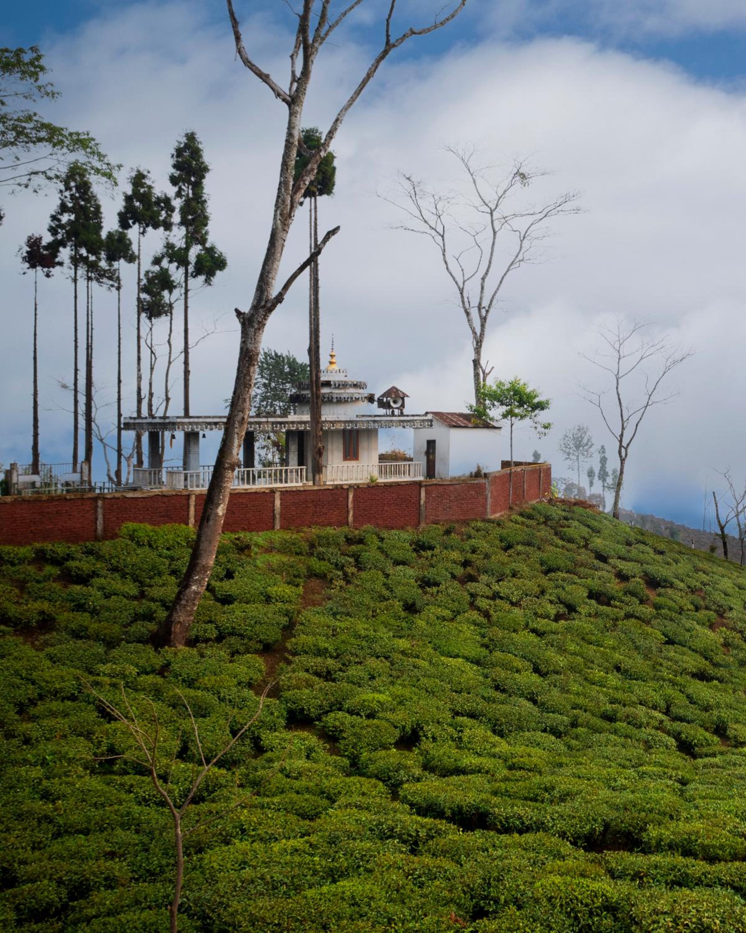ama Stays & Trails Puttabong Cottage, Darjeeling view 3