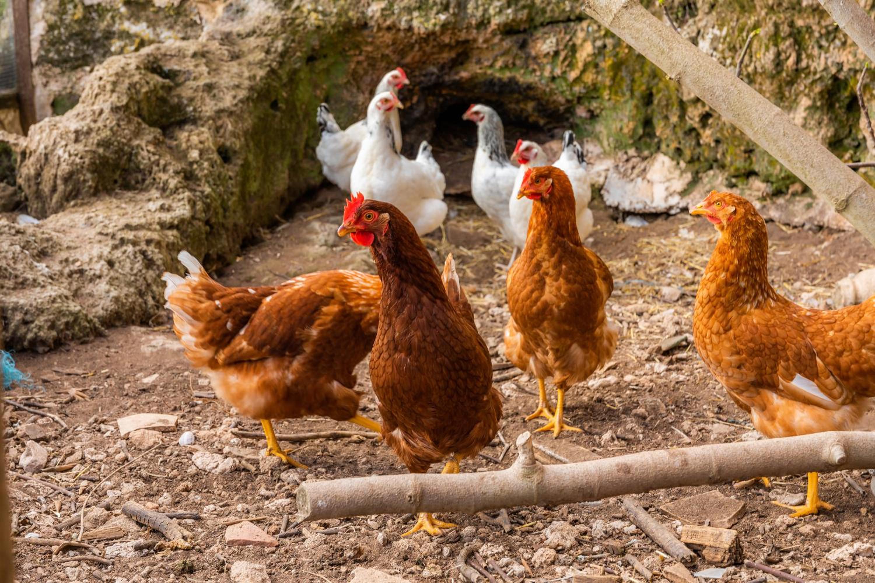 Finca Ses Coves