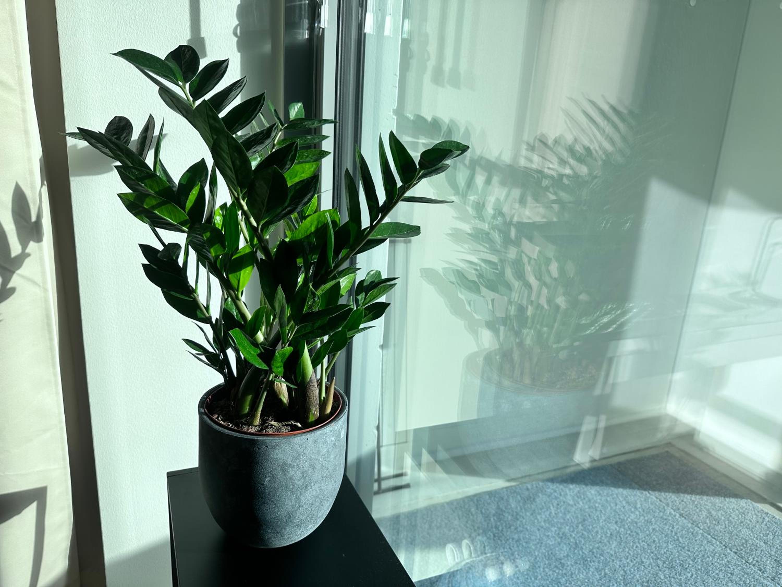 Peaceful Premium Apartment with Sauna and Balcony - Perfect Downtown Location
