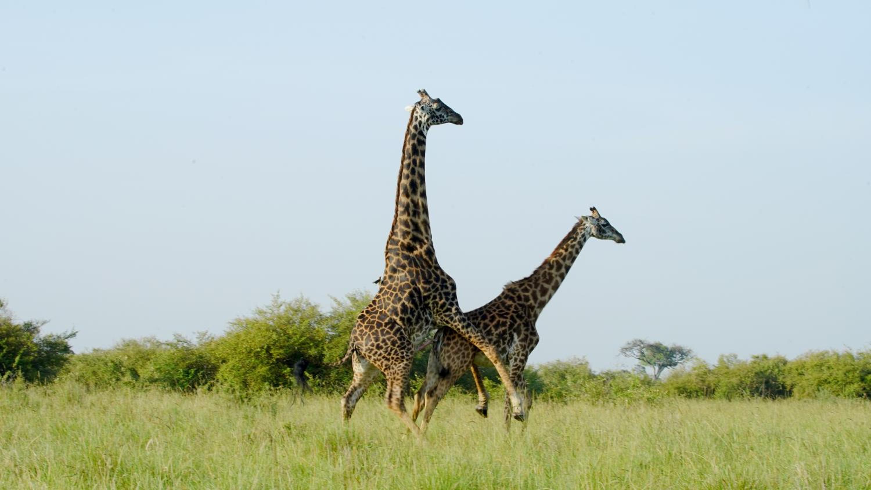 Masai Mara Vacations - Mara Elatia Camp - Property Image 3