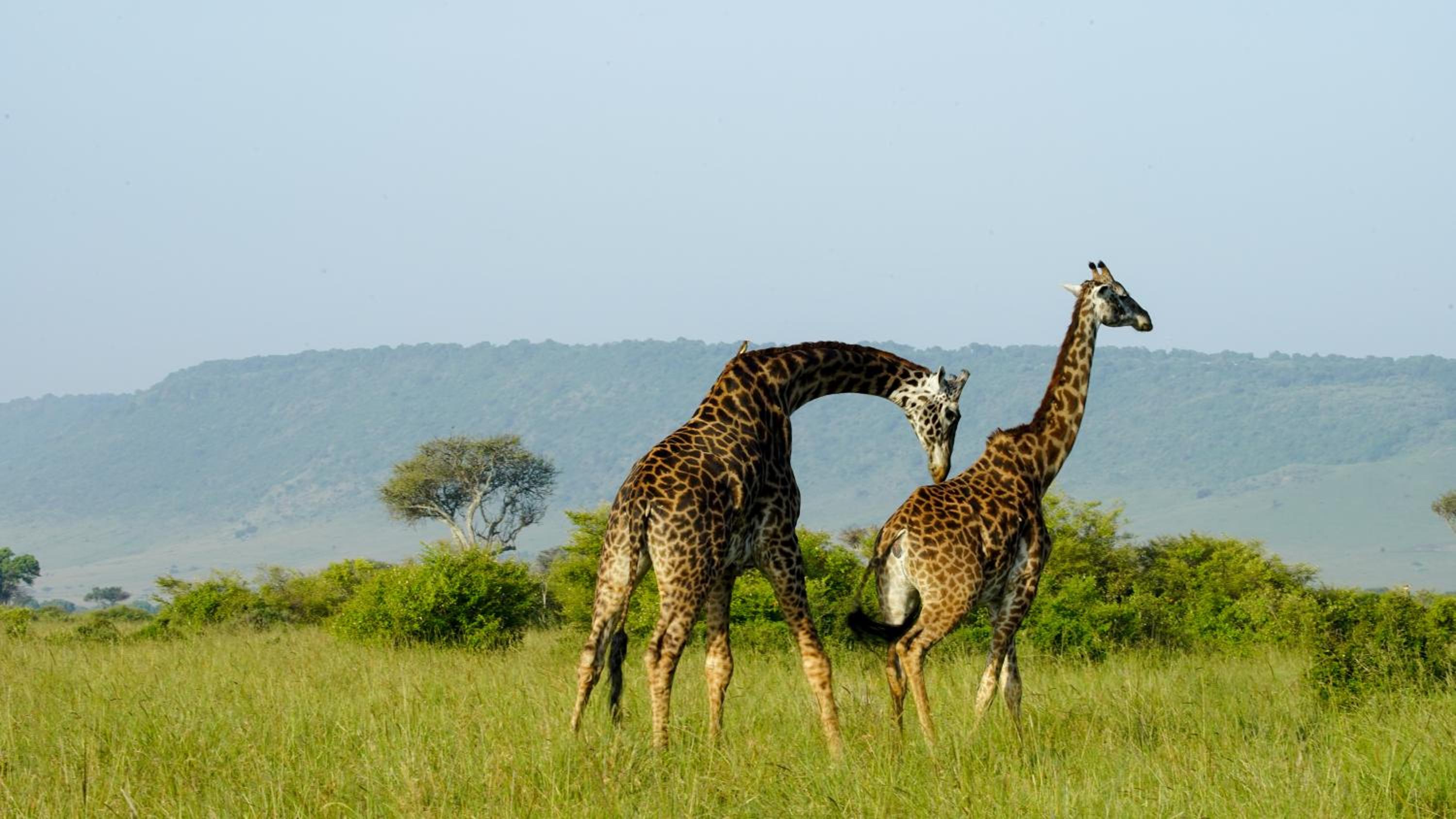 Masai Mara Vacations - Mara Elatia Camp - Property Image 2