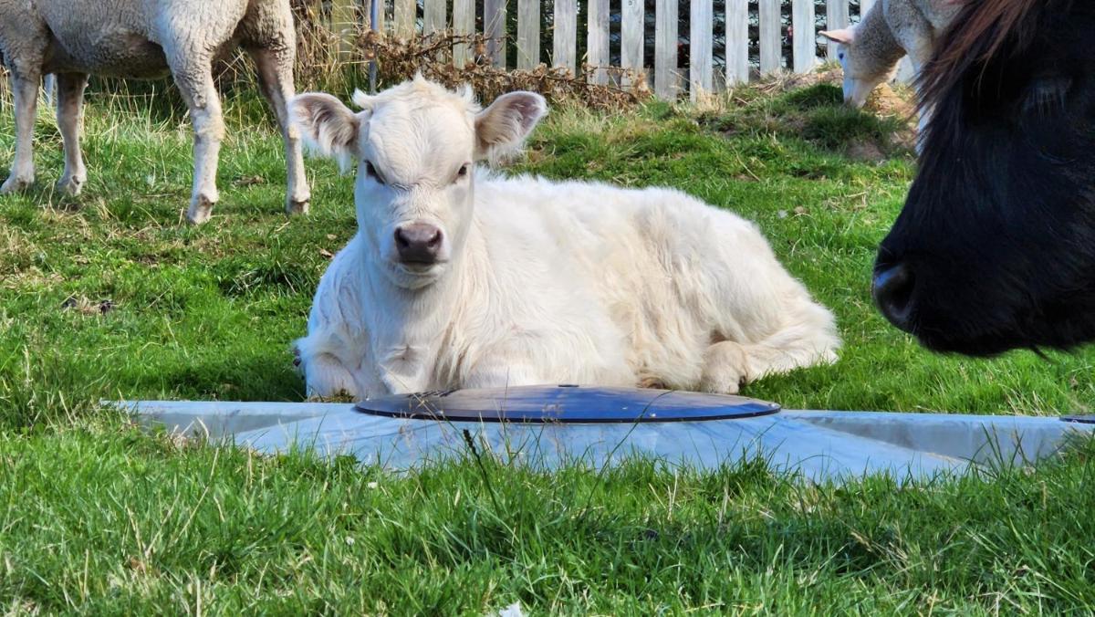 Ruby's Cottage Farm Stay