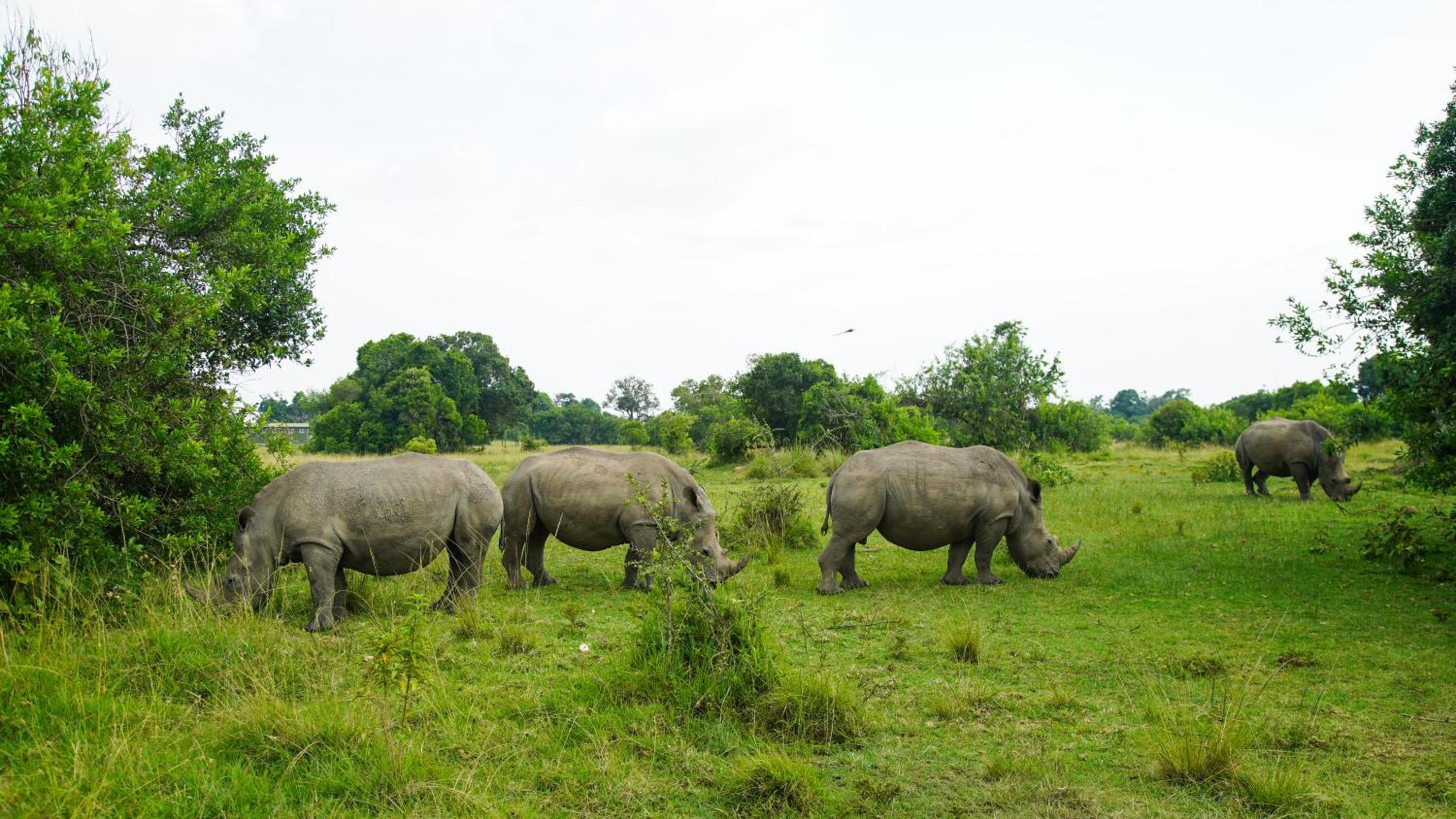 Masai Mara Vacations - Mara Elatia Camp - Property Image 8