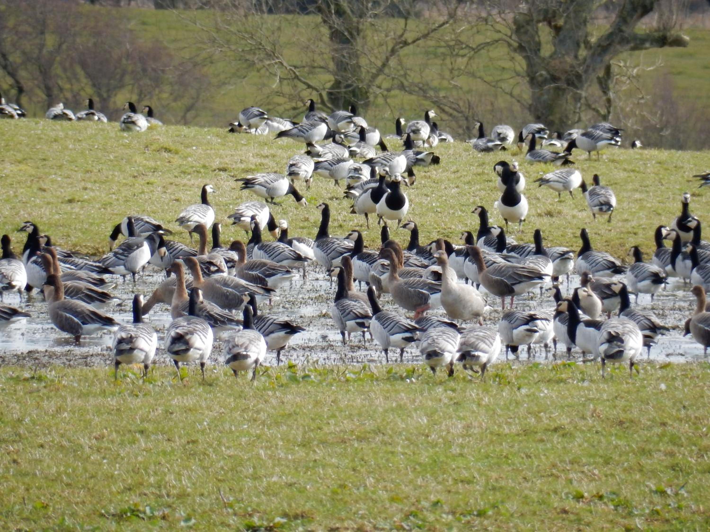 Shelduck Cottage