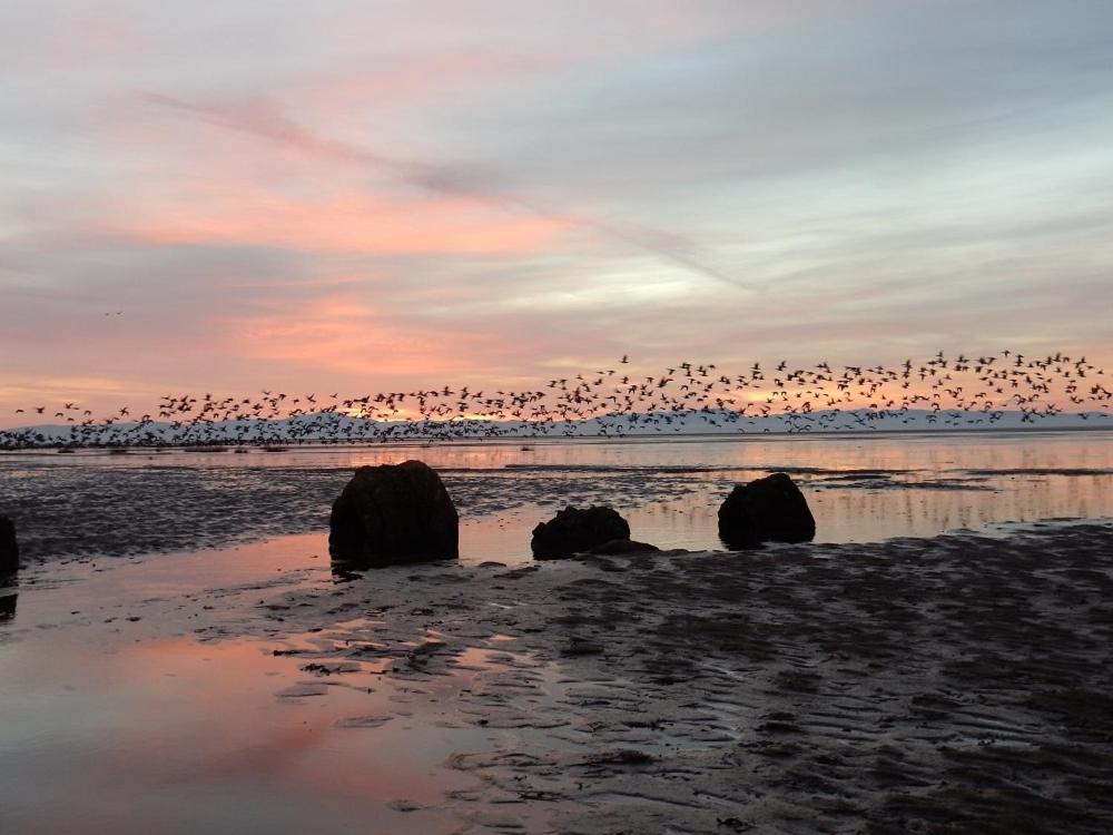 Shelduck Cottage