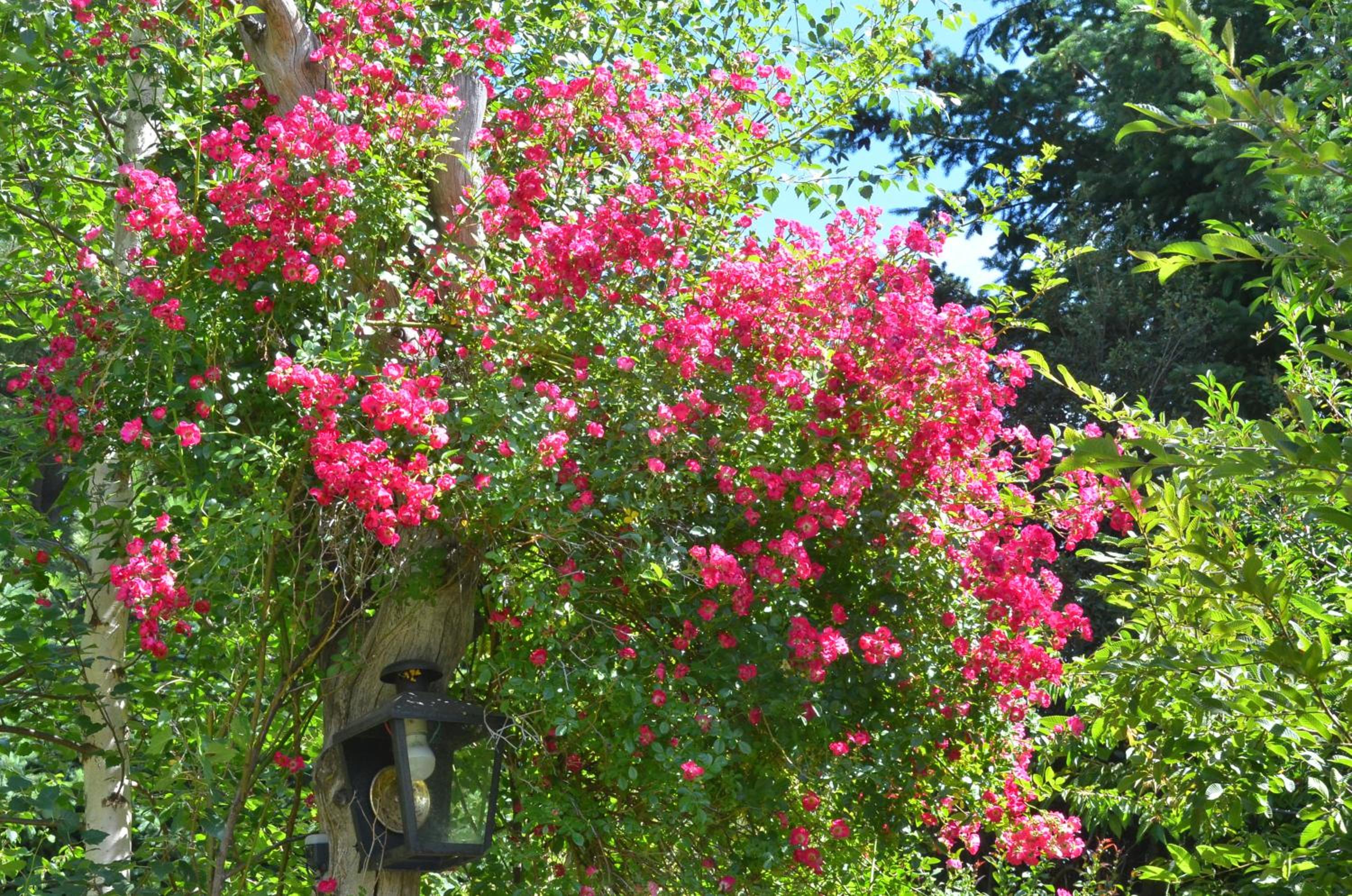 ABEDULES CABAÑAS PEHUENIA