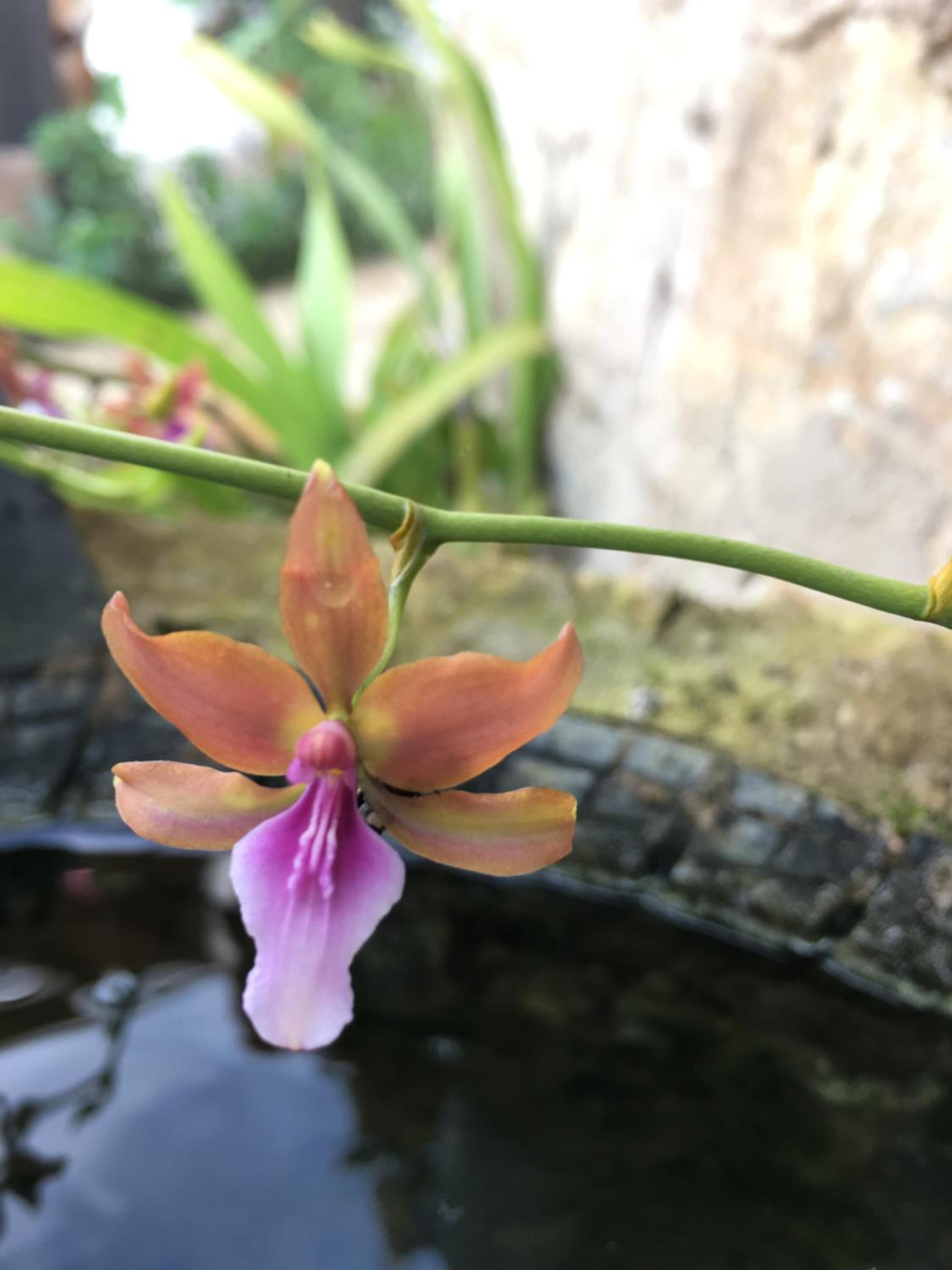 Finca Renacer