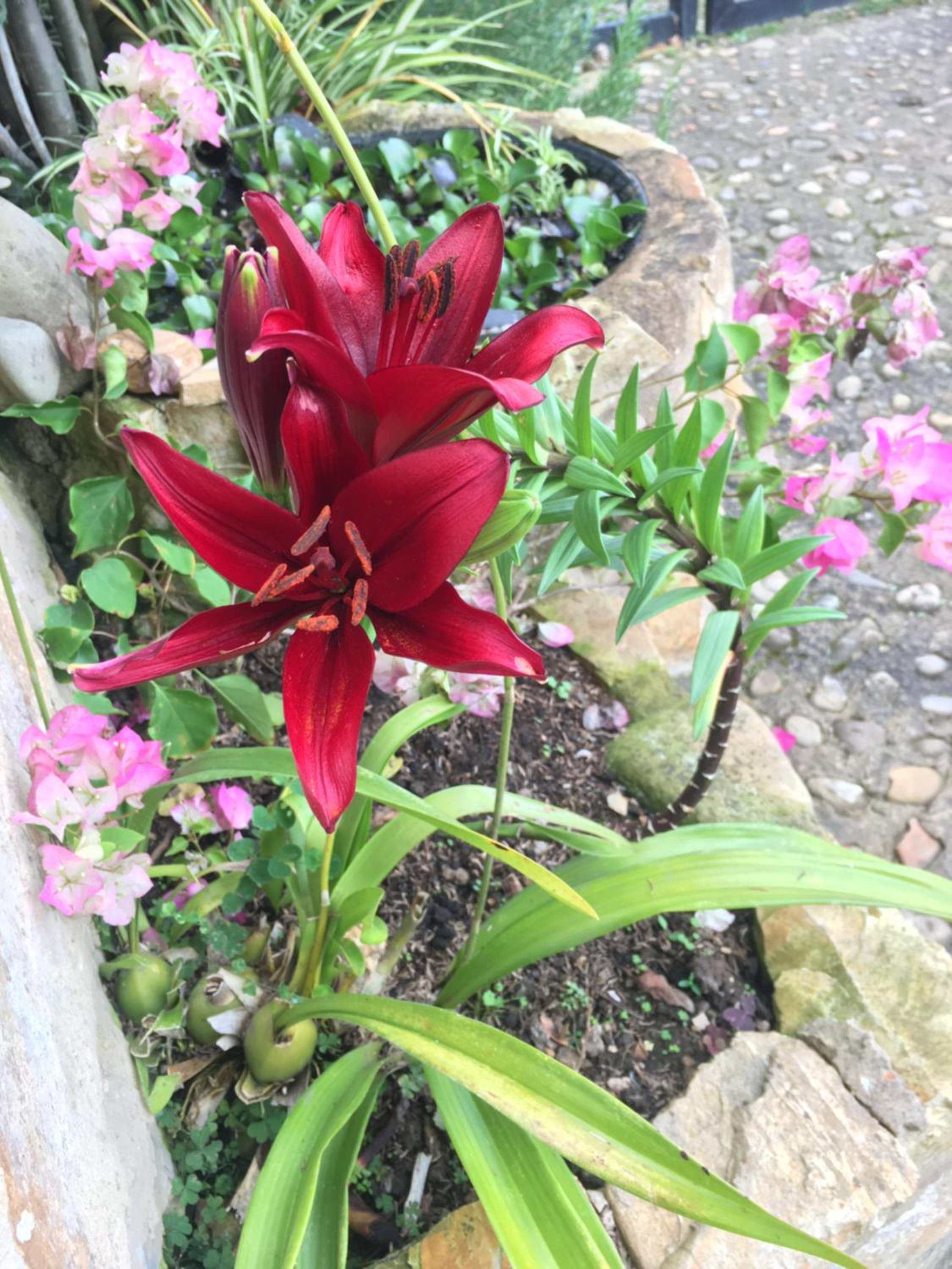 Finca Renacer