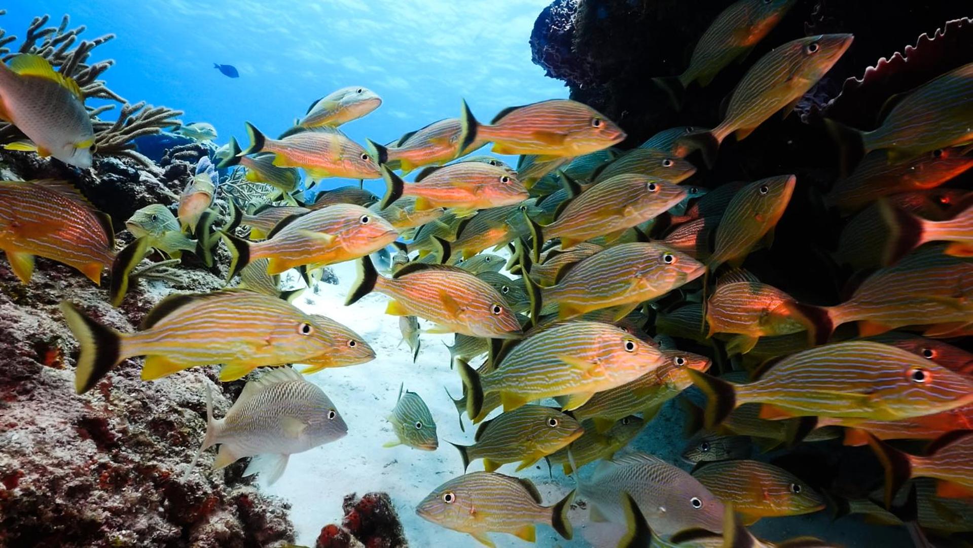 Occidental Cozumel - All Inclusive - Property Image 39