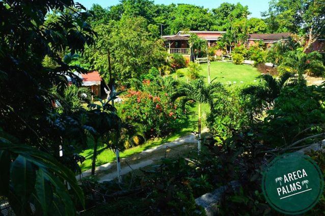 Areca Palms view 3