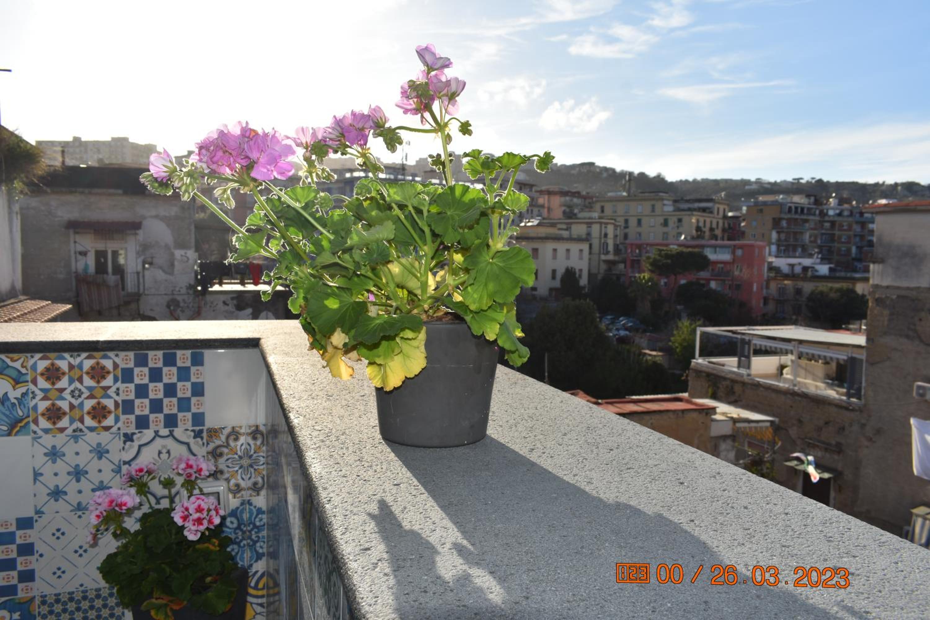 roof