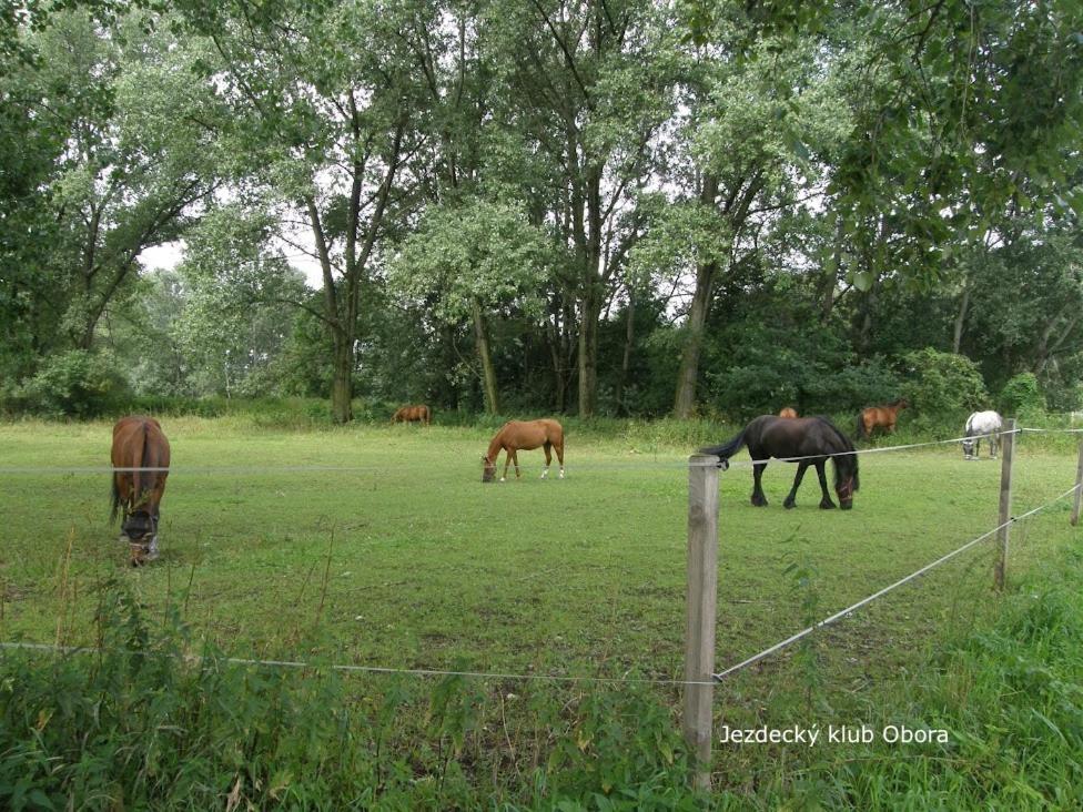 Homestay Poděbrady view 2