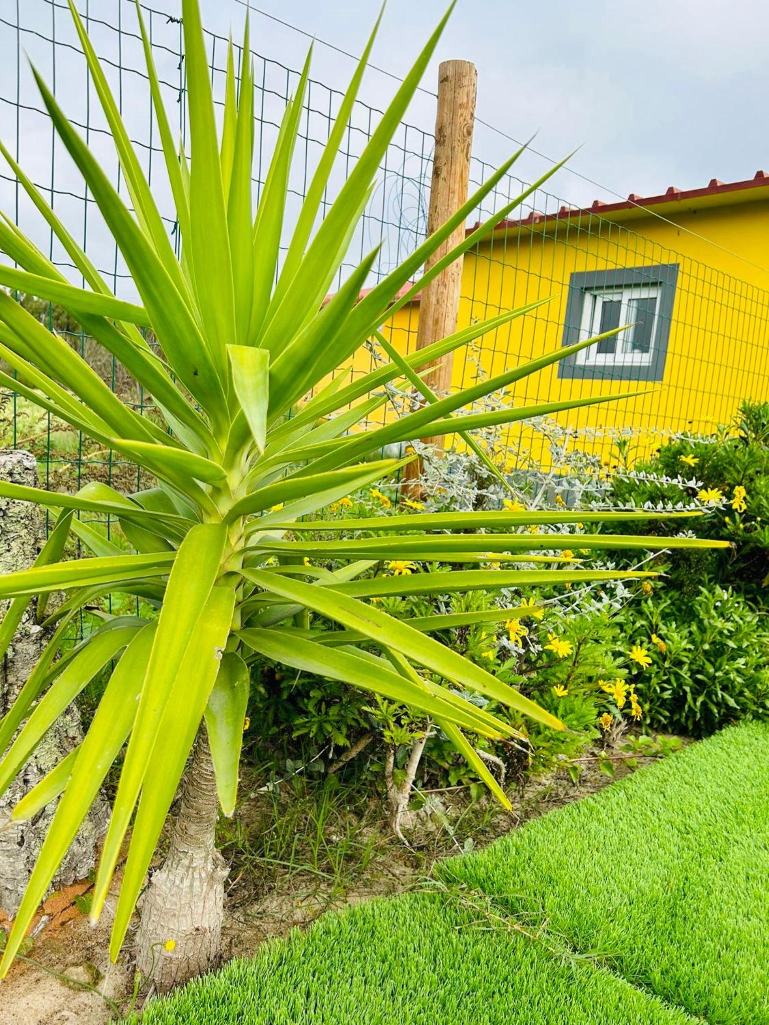 Quinta do Pica-Pau Amarelo view 5