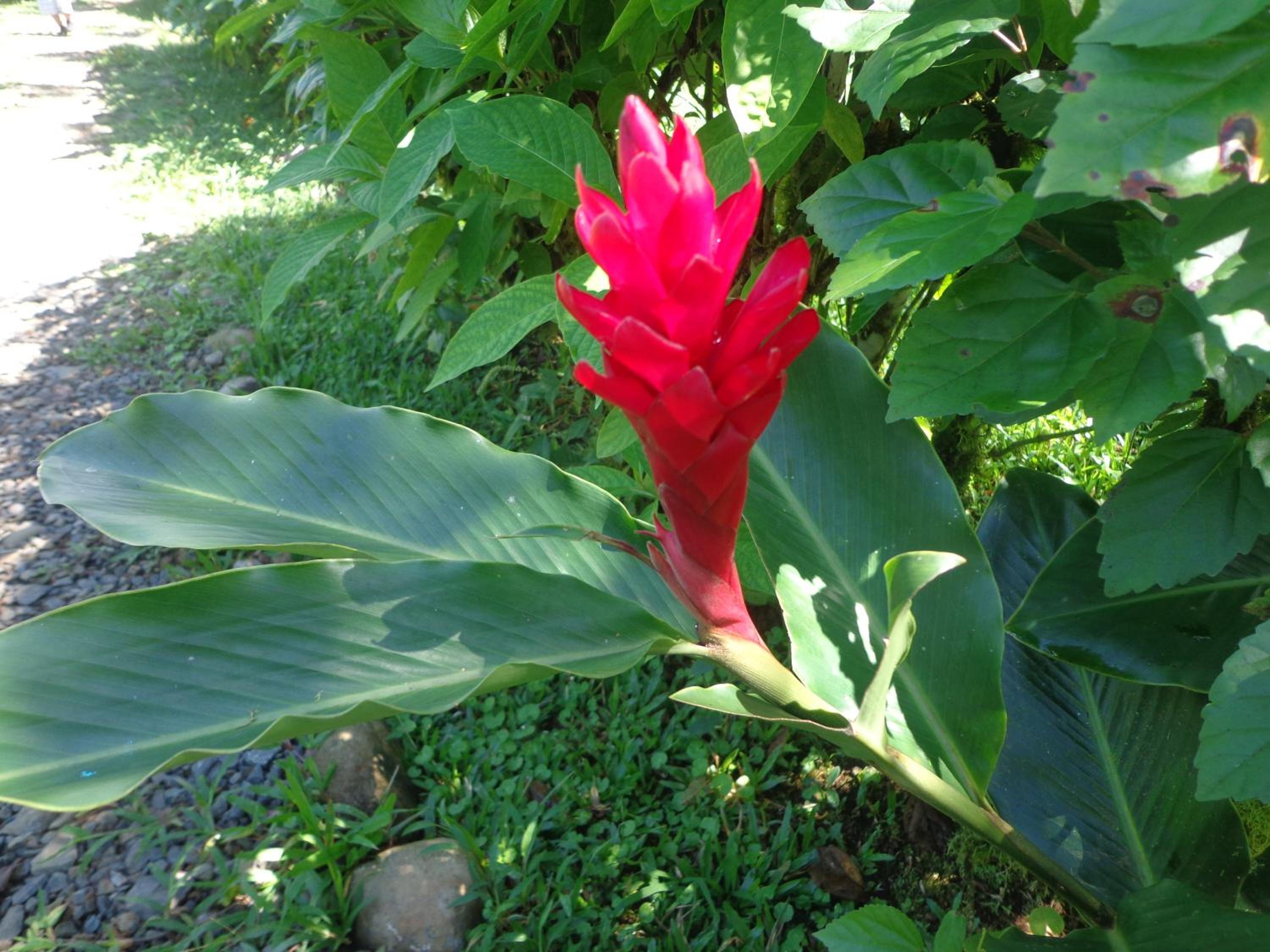 Posada Río Celeste La Amistad