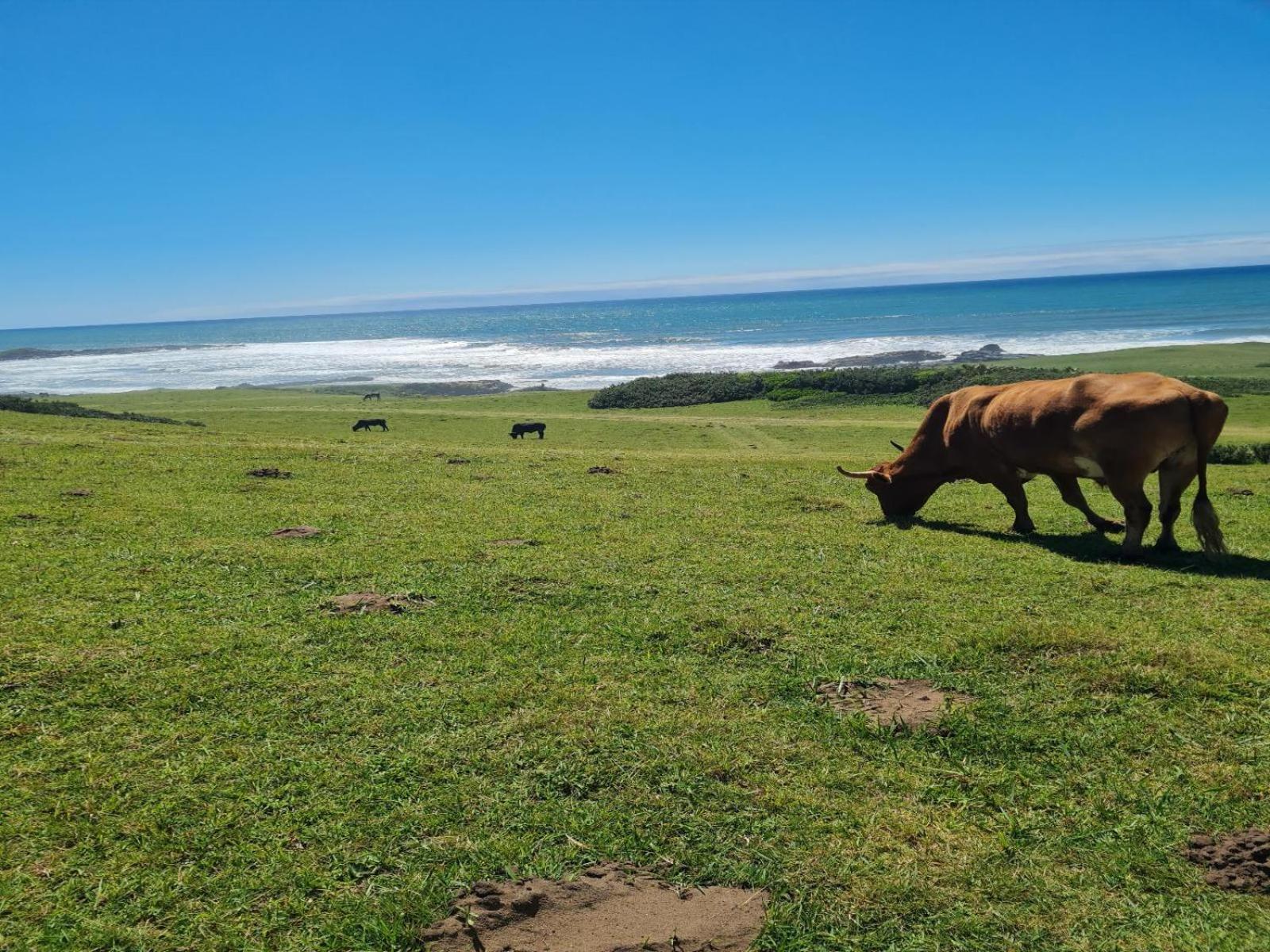 Mazeppa Sunrise Beach Accommodation view 5