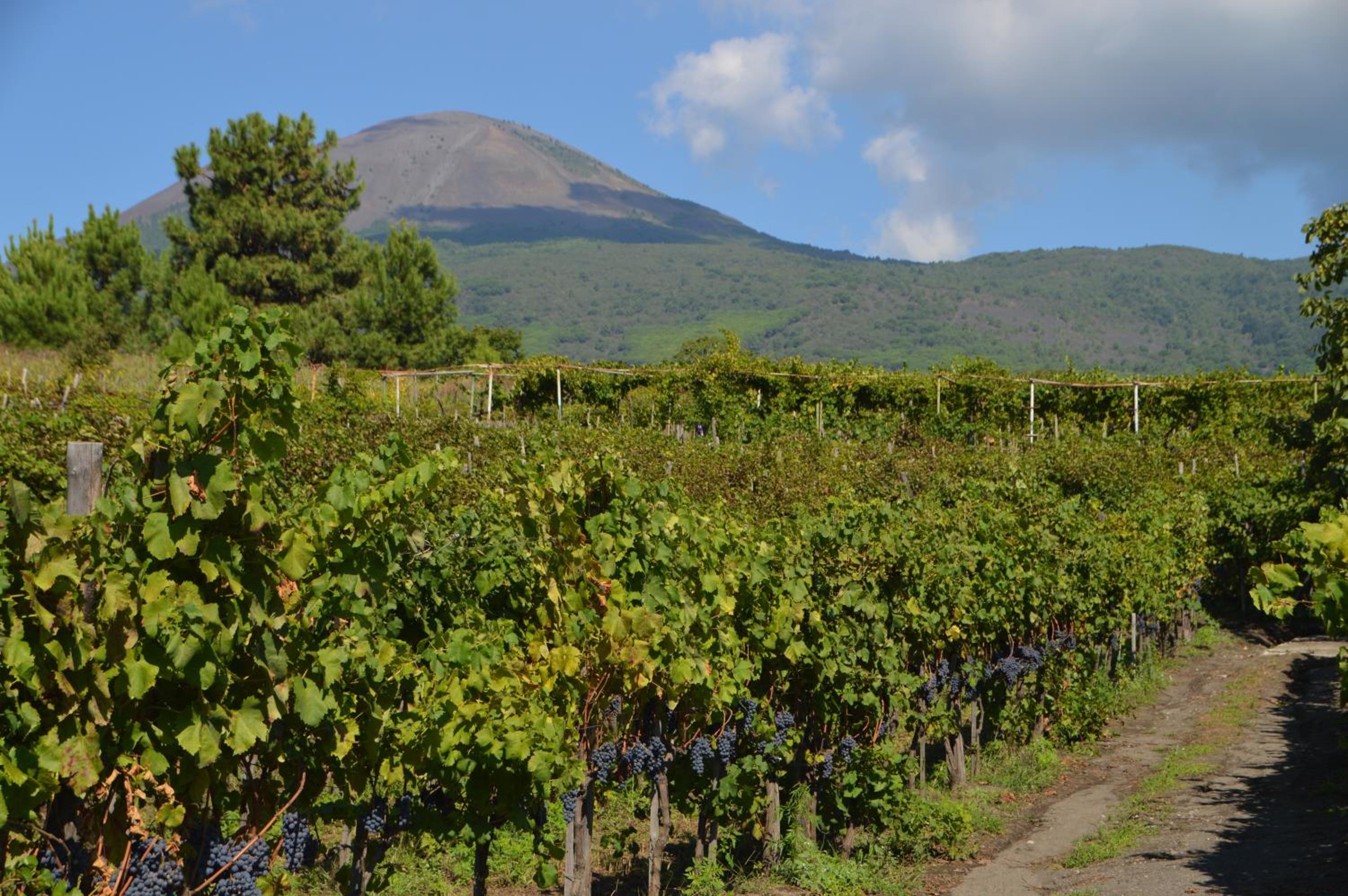Vesuvio Inn Guest House e Wine Experience, photo 36