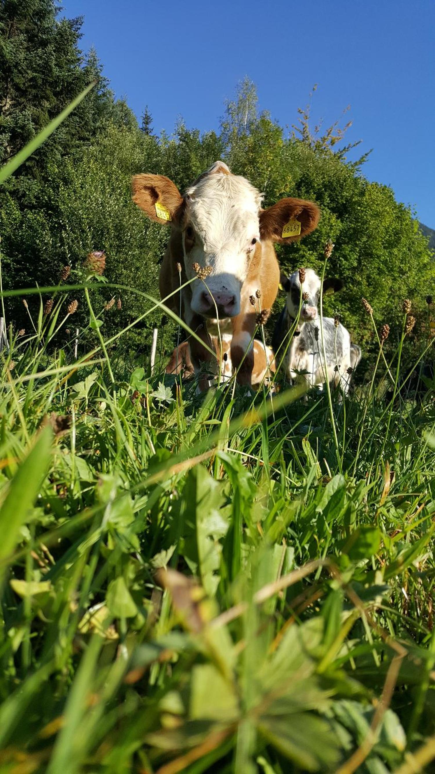 Gsolhof