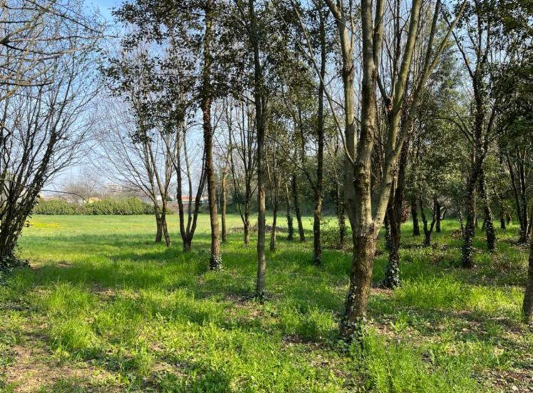 Green Woods view 4